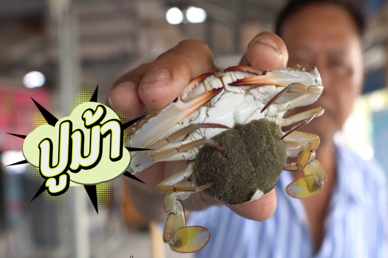 Promoting Media Production for the Promotion of the Blue Crab Bank