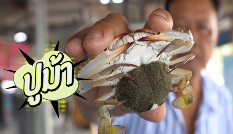 Promoting Media Production for the Promotion of the Blue Crab Bank