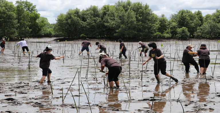 Mangrove Reforestation Project 2025