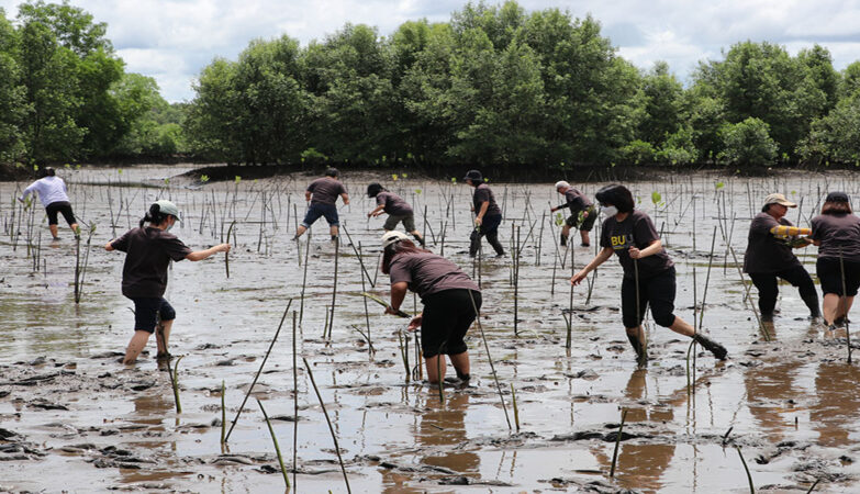 Mangrove Reforestation Project 2025