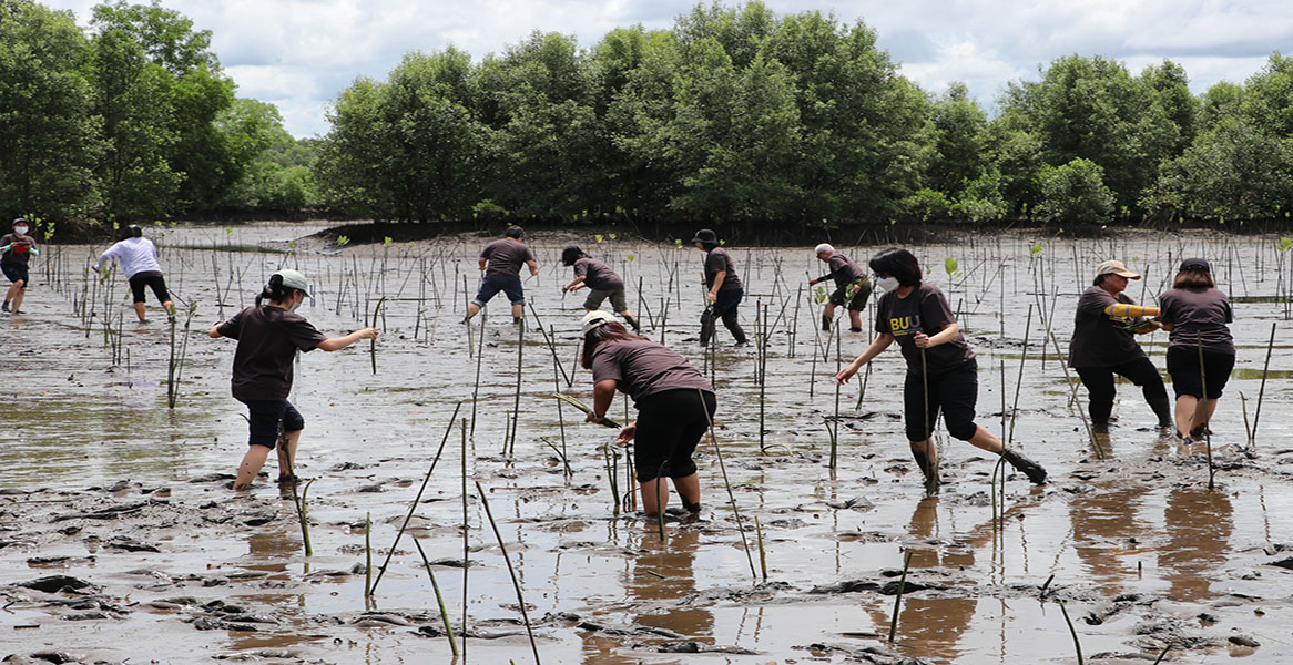 Mangrove Reforestation Project 2025