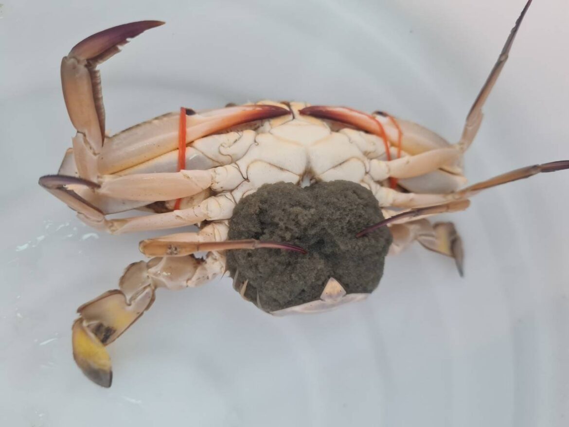 Blue Swimming Crab Bank: A Pathway Toward Sustainable Community Development