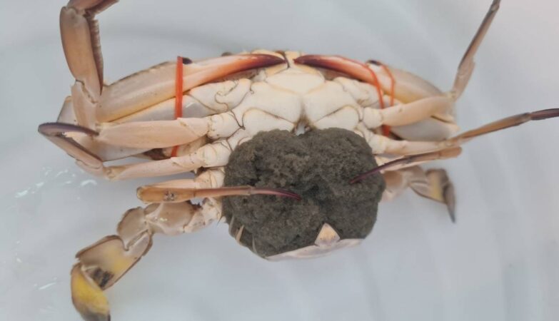 Blue Swimming Crab Bank: A Pathway Toward Sustainable Community Development