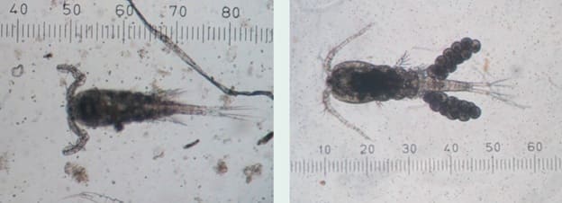 Copepods: A New Alternative for Aquatic Larval Feed